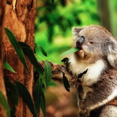 Eucalyptus Trees - Gum Trees - bauerianna, crebra, micrcorya, olucanna, punctata, robusta, saligna, tereticornis