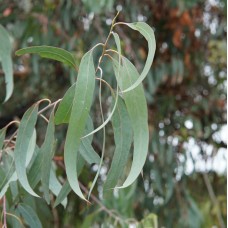 Eucalyptus Trees - Gum Trees - Bauerianna, Crebra, Microcorys, Punctata, Robusta, Saligna, Tereticornis, Rosea, Molucanna