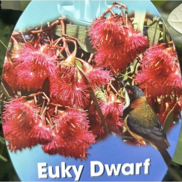 Eucalyptus Dwarf Varieties - Silver Princess, Euky Dwarf