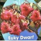 Eucalyptus Dwarf Varieties - Silver Princess, Euky Dwarf