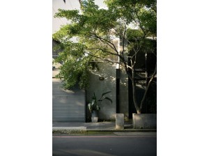 Feature Trees - Most Popular and Trending Varieties