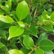 Ficus microcarpa hillii 'Flash'- Hill's Fig