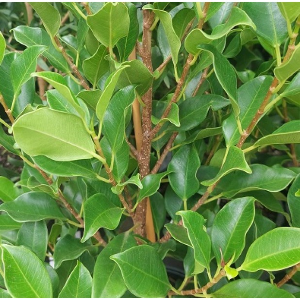 Ficus microcarpa hillii 'Flash'- Hill's Fig