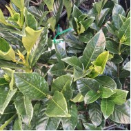 Gardenia augusta 'Magnifica' - Gardenia
