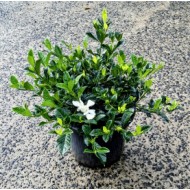 Gardenia augusta 'Florida' - Gardenia