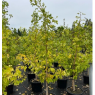 Ginkgo biloba & Ginkgo biloba 'Lemonlime Spire' - Maidenhair Tree