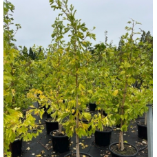 Ginkgo biloba & Ginkgo biloba 'Lemonlime Spire' - Maidenhair Tree