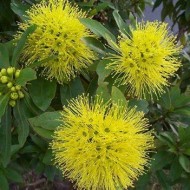 Xanthostemon chrysanthus - Golden Penda