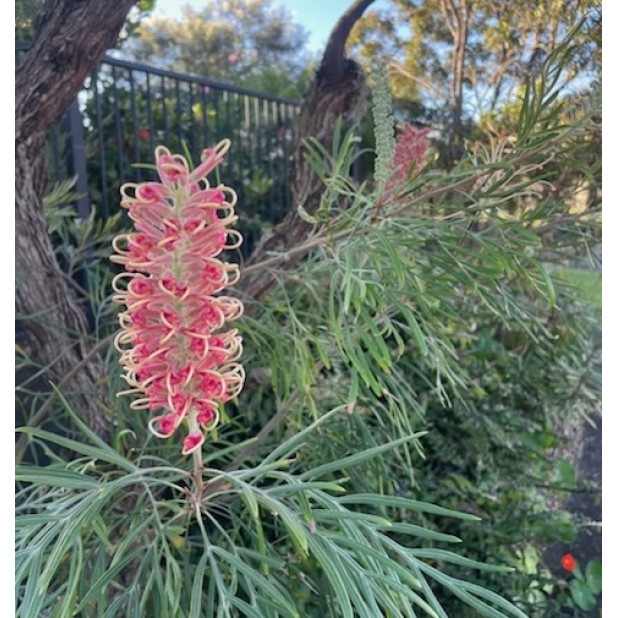 Grevillea Shrub Varieties - Superb,  Robyn Gordon, Peaches & Cream, Ned Kelly + MORE