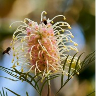 Grevillea Shrub Varieties - Superb,  Robyn Gordon, Peaches & Cream, Ned Kelly + MORE