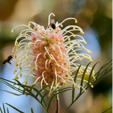 Grevillea Shrub Varieties - Superb,  Robyn Gordon, Peaches & Cream, Ned Kelly + MORE
