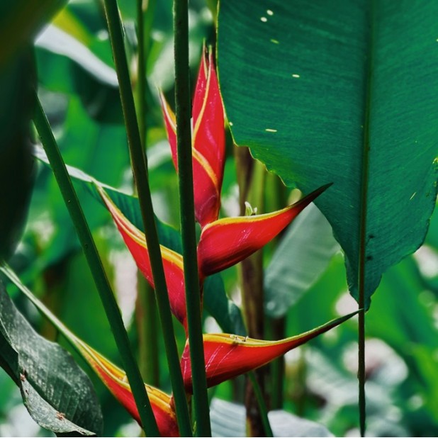 Heliconia Lobster Claw- Hot Rio Nights, Red Christmas + other Varieties