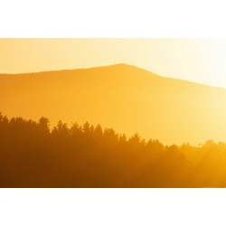 Preparing Your Plants for Heat & Drought