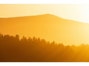 Preparing Your Plants for Heat & Drought