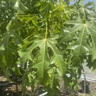 Brachychiton acerifolius - Illawarra Flame Tree