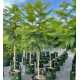 Jacaranda mimosifolia - Jacaranda