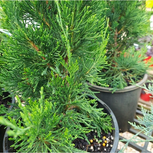 Juniperus virginiana/chinensis 'Spartan' - Spartan Juniper, Pencil Cedar