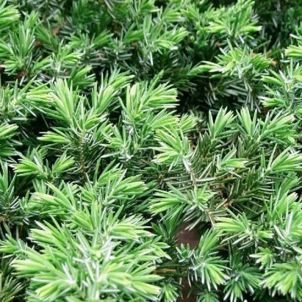 Juniperus Conferta - Shore Juniper Ground Cover Juniperus Conferta - Shore Juniper Ground Cover