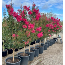 Lagerstroemia Indian Summer  - Biloxi, Lipan, Natchez, Sioux, Tonto, Tuscarora, Zuni - Crepe Myrtle