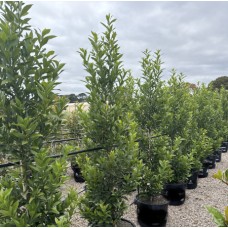 Laurus nobilis + Laurus nobilis 'Miles Choice' - Bay Leaf, Bay Laurel