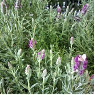 Lavandula stoechas Avonview, dentata, angustifolia - Lavender Varieties