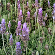 Lavender - Lavandula Dentata - French Lavender