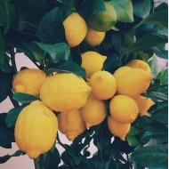 Citrus Trees - Lemon, Lime, Mandarin, Orange + Espaliers