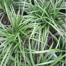 Liriope Grasses - Liriope muscari 'Royal Purple', 'Evergreen Giant', 'Just Right', 'Isabella', 'Samantha', 'El Marco', 'Royal Purple', 'Monroe White'