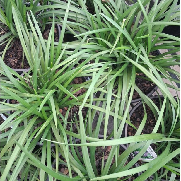 Liriope Grasses - Liriope muscari 'Royal Purple', 'Evergreen Giant', 'Just Right', 'Isabella', 'Samantha', 'El Marco', 'Royal Purple', 'Monroe White'