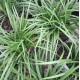 Liriope Grasses - Liriope muscari 'Royal Purple', 'Evergreen Giant', 'Just Right', 'Isabella', 'Samantha', 'El Marco', 'Royal Purple', 'Monroe White'