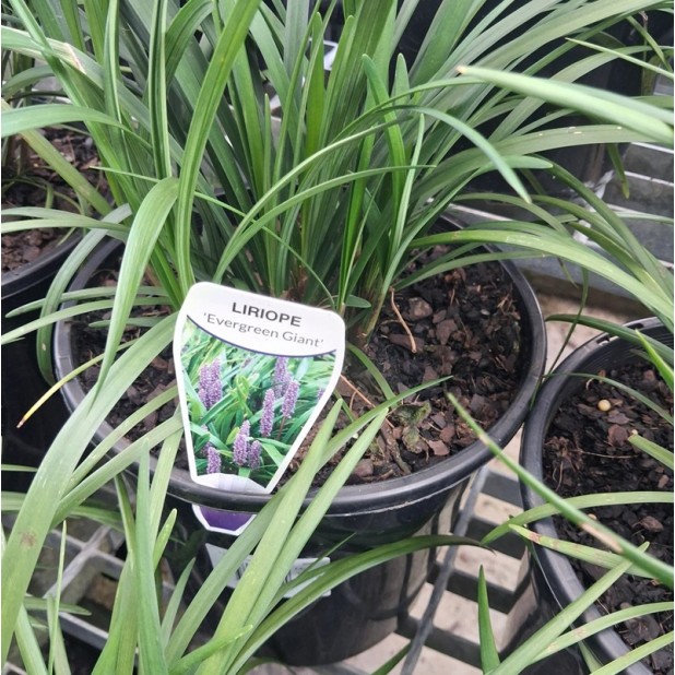 Liriope Grasses - Liriope muscari 'Royal Purple', 'Evergreen Giant', 'Just Right', 'Isabella', 'Samantha', 'El Marco', 'Royal Purple', 'Monroe White'