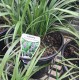 Liriope Grasses - Liriope muscari 'Royal Purple', 'Evergreen Giant', 'Just Right', 'Isabella', 'Samantha', 'El Marco', 'Royal Purple', 'Monroe White'