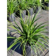 Liriope Grasses - Liriope muscari 'Royal Purple', 'Evergreen Giant', 'Just Right', 'Isabella', 'Samantha', 'El Marco', 'Royal Purple', 'Monroe White'