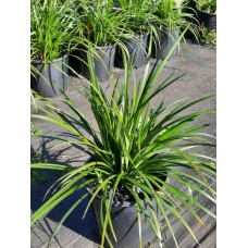 Liriope Grasses - Liriope muscari 'Royal Purple', 'Evergreen Giant', 'Just Right', 'Isabella', 'Samantha', 'El Marco', 'Royal Purple', 'Monroe White'