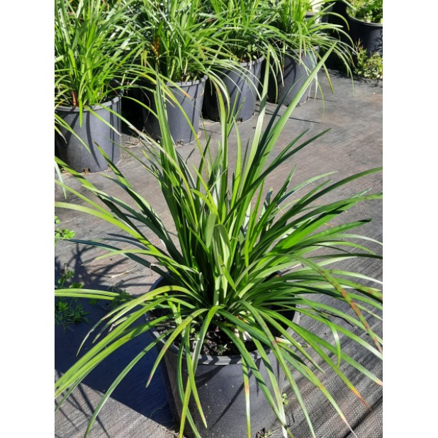 Liriope Grasses - Liriope muscari 'Royal Purple', 'Evergreen Giant', 'Just Right', 'Isabella', 'Samantha', 'El Marco', 'Royal Purple', 'Monroe White'