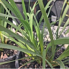 Lomandra Grasses - 'longifolia', 'Evergreen Baby ™', 'Lime Tuff', Shara ™', 'Tanika', 'Verday', 'Hystrix'