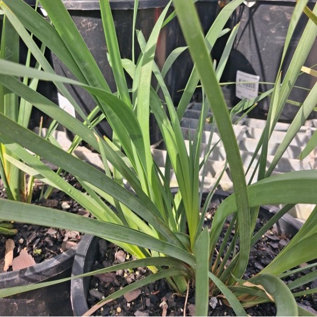 Lomandra Grasses - 'longifolia', 'Evergreen Baby ™', 'Lime Tuff', Shara ™', 'Tanika', 'Verday', 'Hystrix'