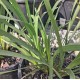 Lomandra Grasses - 'longifolia', 'Evergreen Baby ™', 'Lime Tuff', Shara ™', 'Tanika', 'Verday', 'Hystrix'