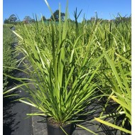 Lomandra Grasses - 'longifolia', 'Evergreen Baby ™', 'Lime Tuff', Shara ™', 'Tanika', 'Verday', 'Hystrix'