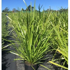 Lomandra Grasses - 'longifolia', 'Evergreen Baby ™', 'Lime Tuff', Shara ™', 'Tanika', 'Verday', 'Hystrix'
