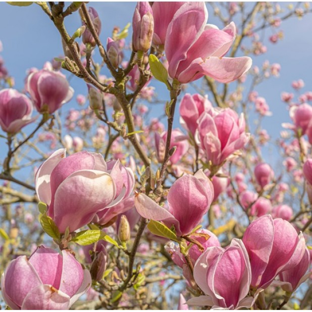 Magnolia x soulangeana - Saucer Magnolia