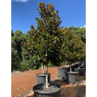 Magnolia grandiflora 'Exmouth' - Magnolia