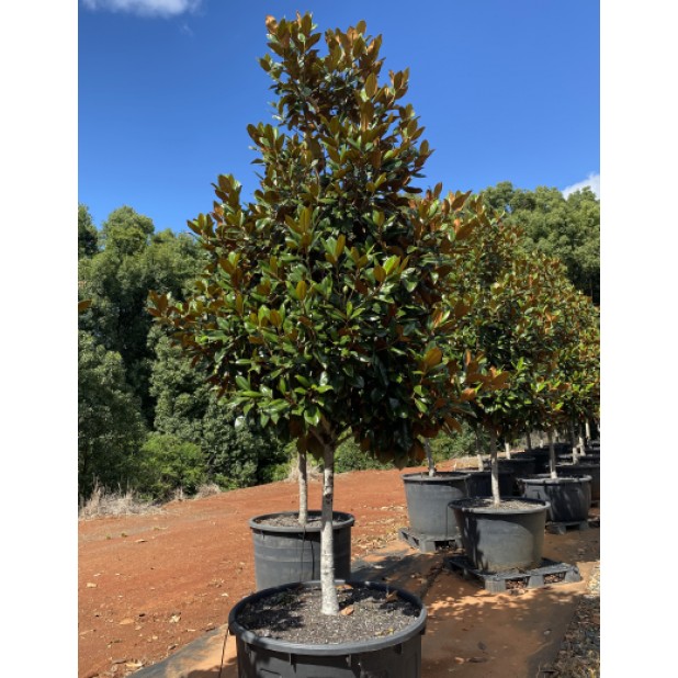Magnolia grandiflora 'Exmouth' - Magnolia