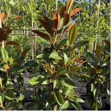Magnolia grandiflora Kay Parris, Coolwyn Gloss, Sweet & Neat, Sweet Carolina - Other Evergreen Varieties