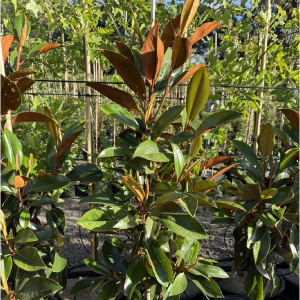 Magnolia grandiflora Kay Parris, Coolwyn Gloss, Sweet & Neat, Sweet Carolina - Other Evergreen Varieties