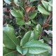 Magnolia grandiflora 'Teddy Bear'