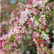 Malus - Crab Apple