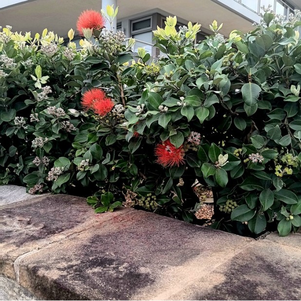 Metrosideros thomasii - New Zealand Christmas Bush