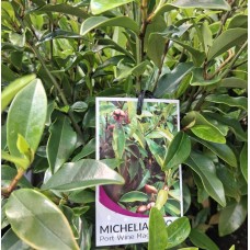 Michelia figo - Port Wine Magnolia