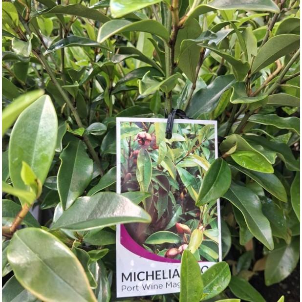 Michelia figo - Port Wine Magnolia